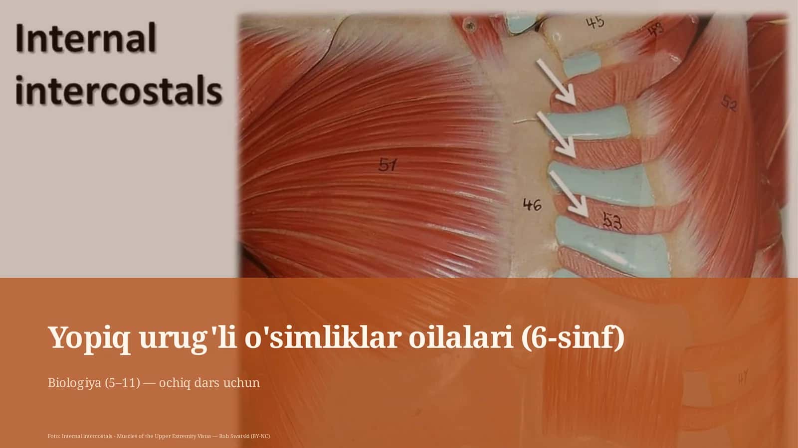 Yopiq urug'li o'simliklar oilalari (6-sinf)