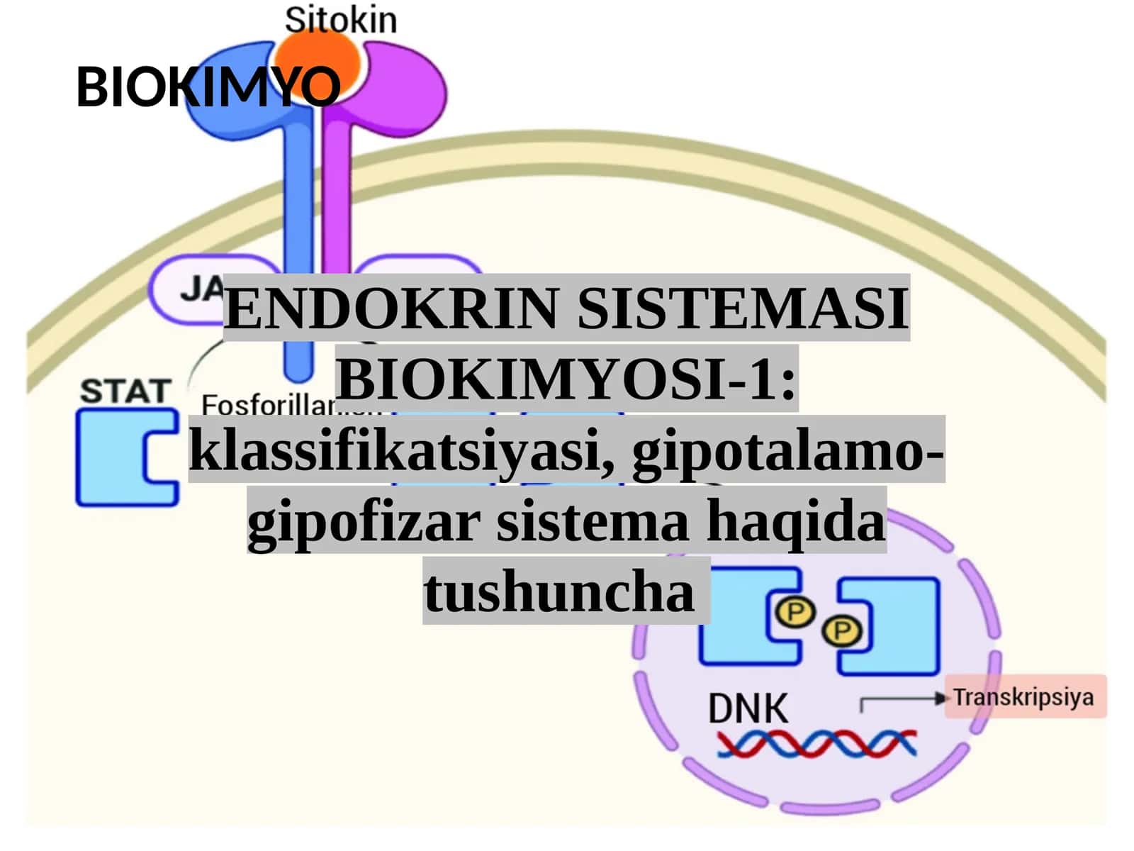 ENDOKRIN SISTEMASI BIOKIMYOSI-1