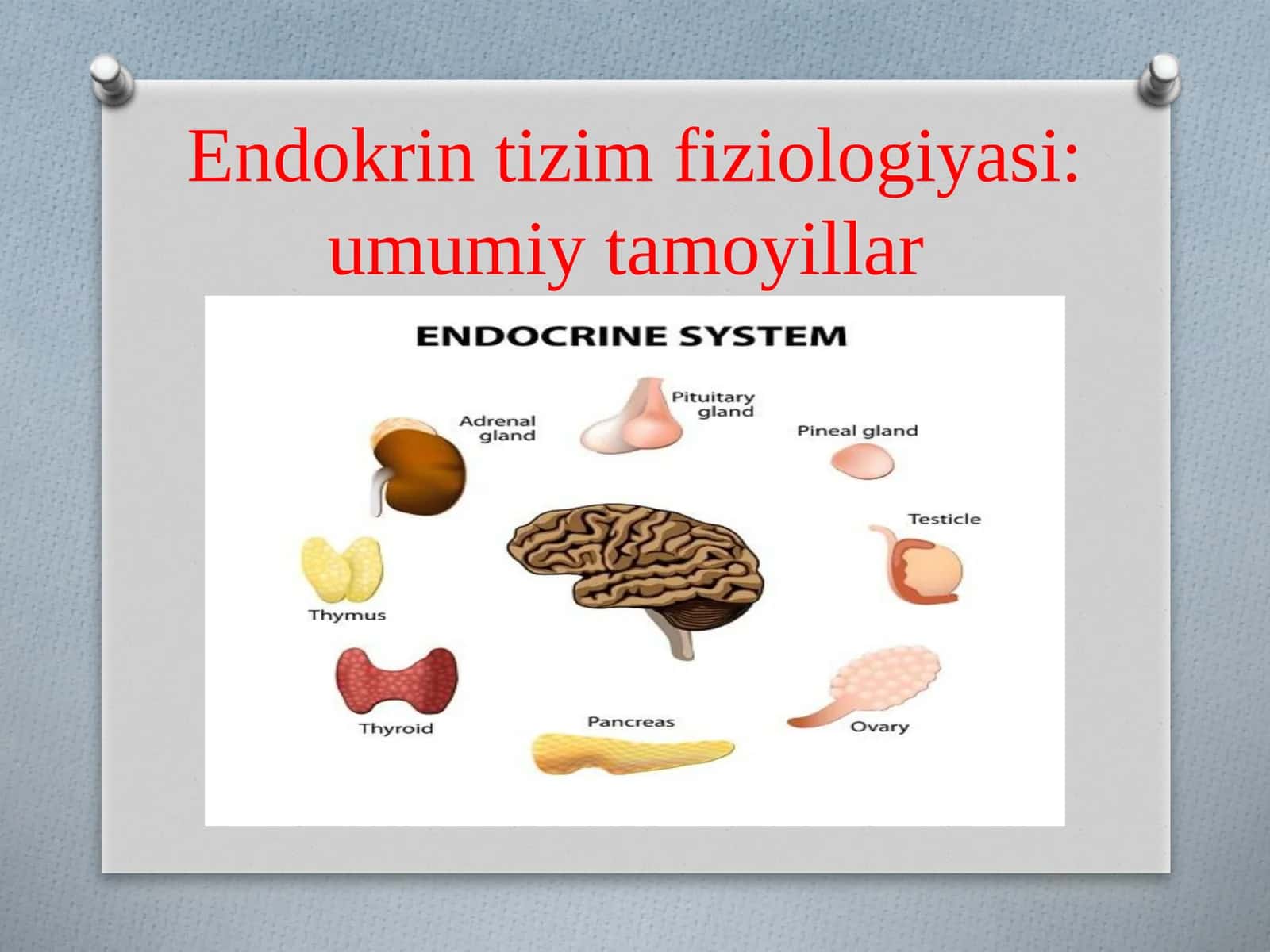 Endokrintizimfiziologiyasi:umumiytamoyillar