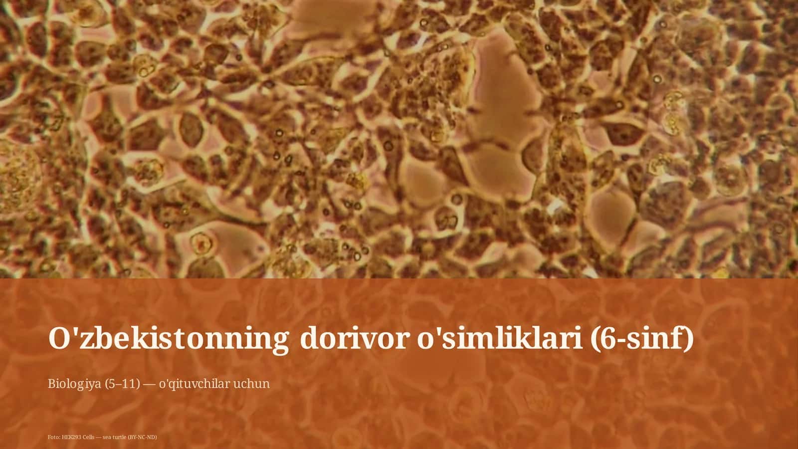 O'zbekistonning dorivor o'simliklari (6-sinf)