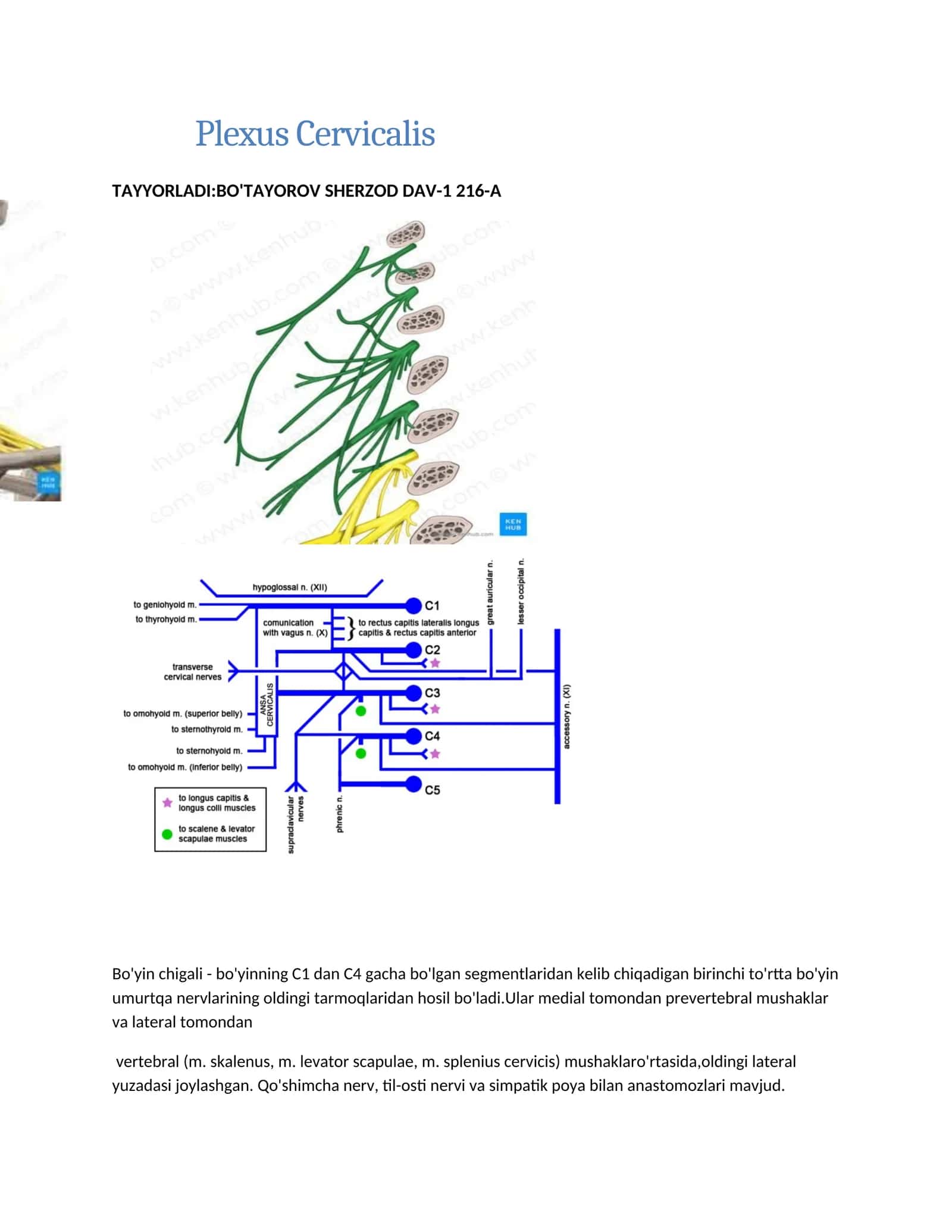 Plexus Cervicalis