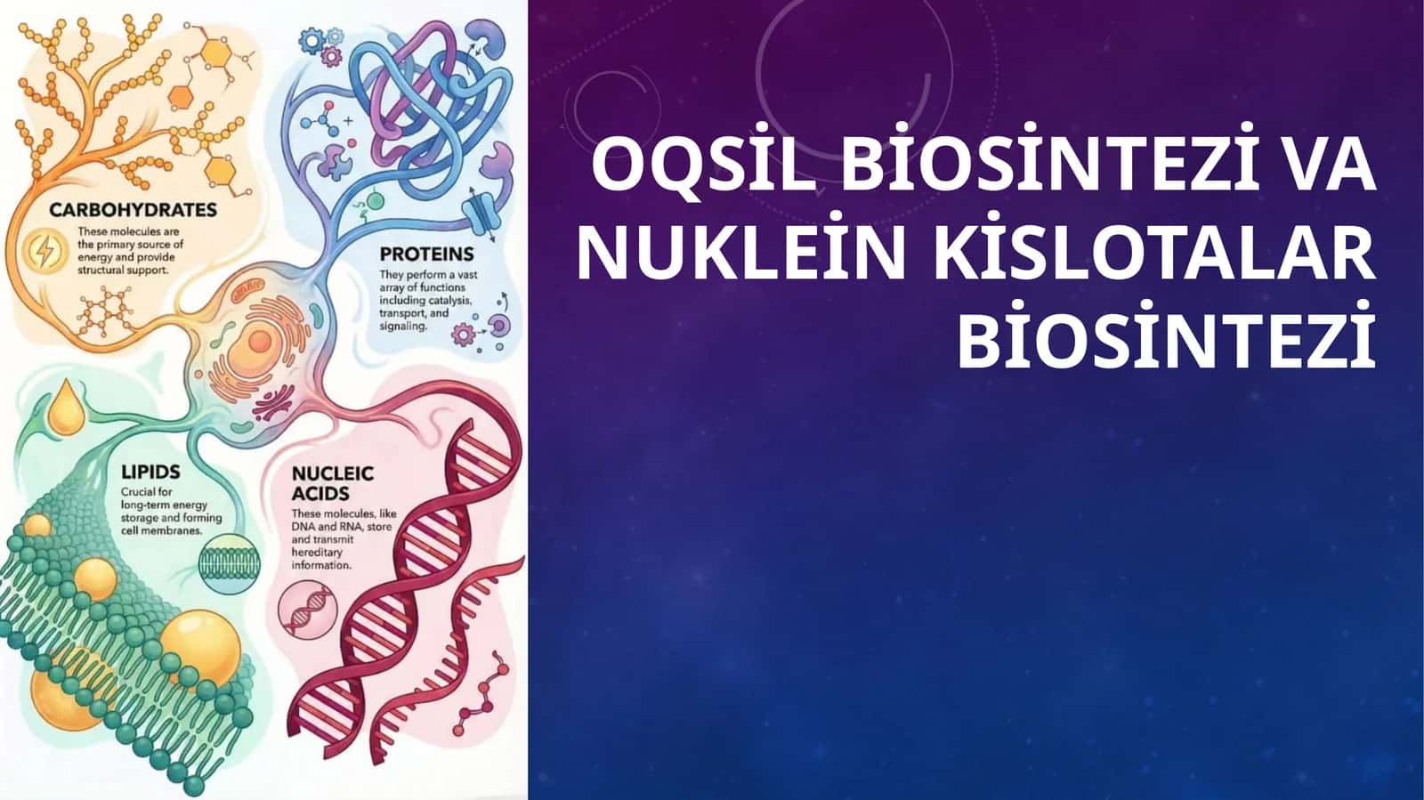 Oqsil biosintezi va nuklein kislotalar biosintezi