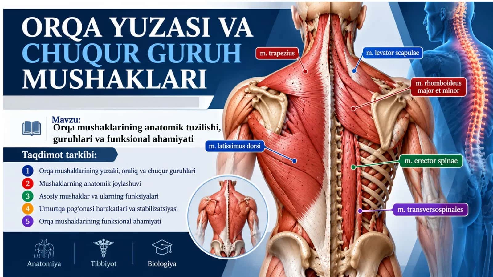Orqa yuza va chuqur guruh mushaklari.pptx