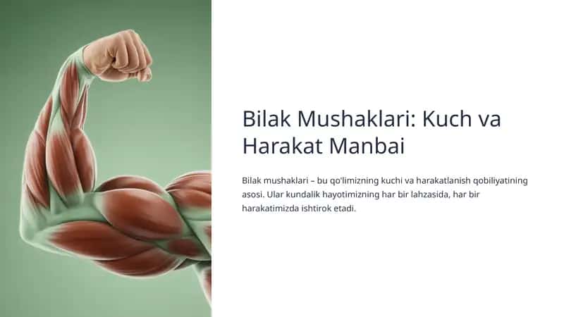 Bilak Mushaklari: Kuch va Harakat Manbai