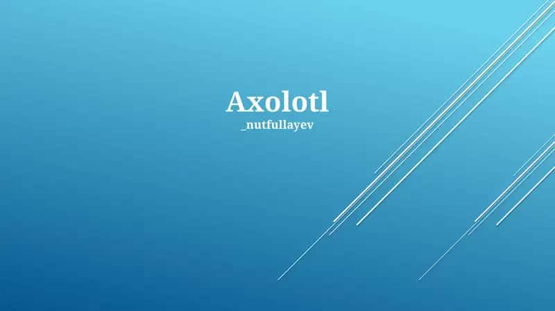 Axolotl