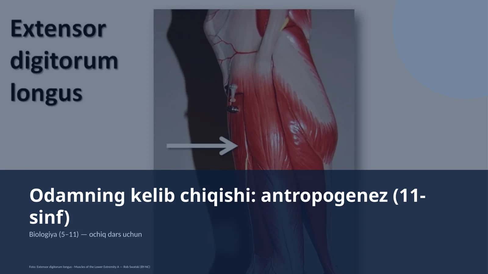 Odamning kelib chiqishi: antropogenez (11-sinf)