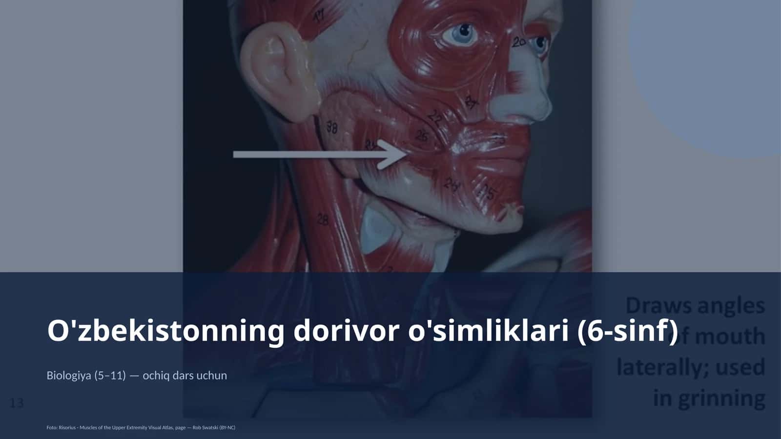 O'zbekistonning dorivor o'simliklari (6-sinf)