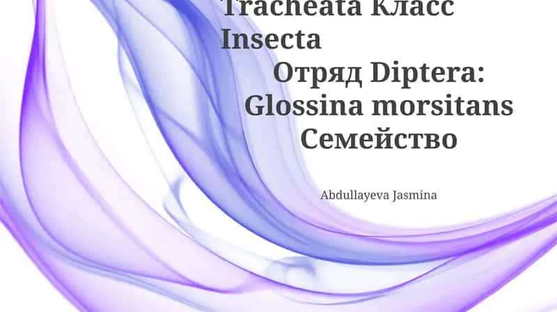 Glossina morsitans