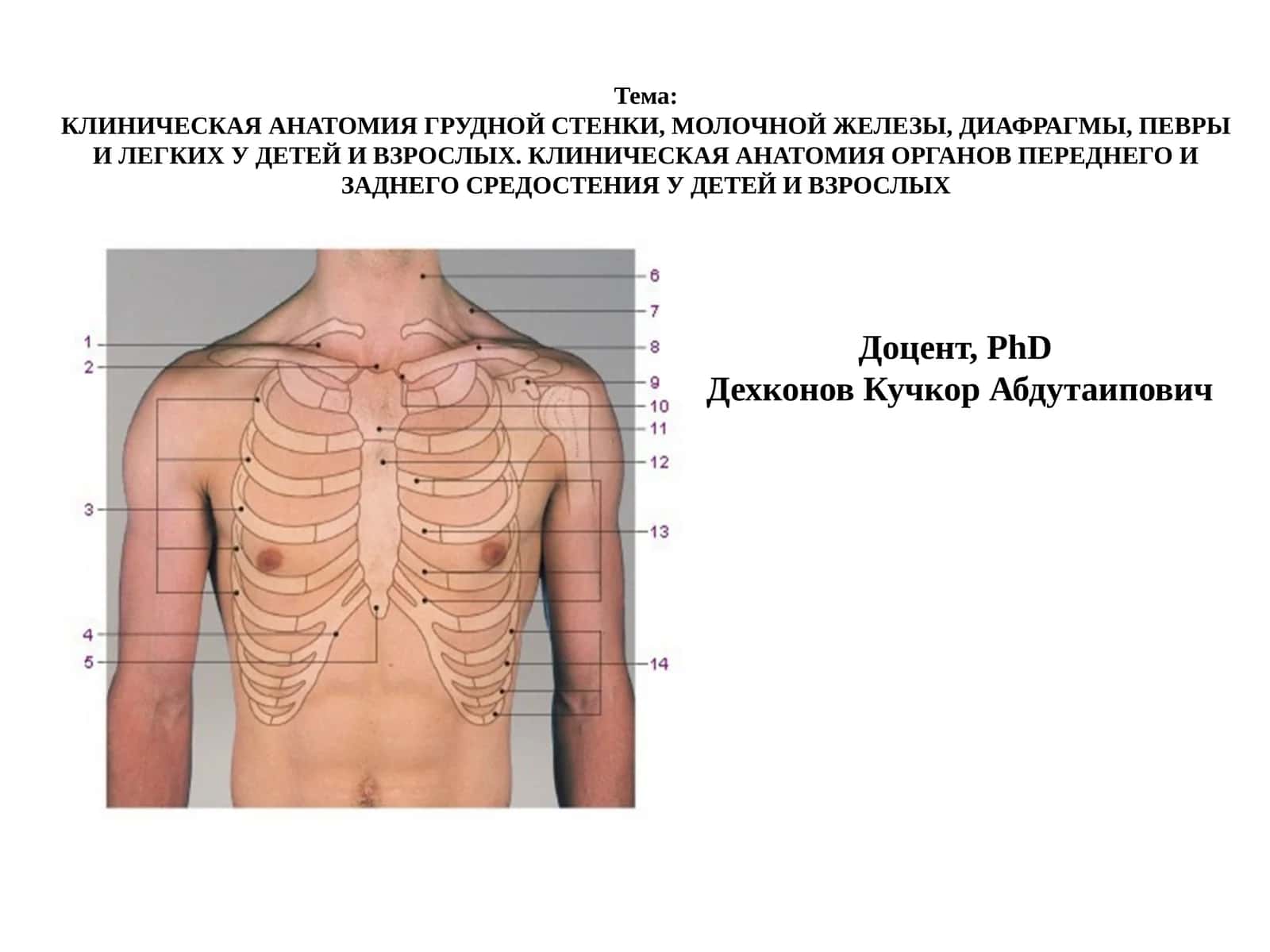 КЛИНИЧЕСКАЯ АНАТОМИЯ ГРУДНОЙ СТЕНКИ, МОЛОЧНОЙ ЖЕЛЕЗЫ, ДИАФРАГМЫ, ПЕВРЫ И ЛЕГКИХ У ДЕТЕЙ И ВЗРОСЛЫХ