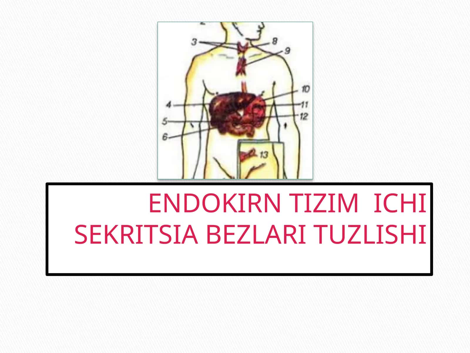 ENDOKIRN TIZIM ICHI SEKRITSIA BEZLARI TUZLISHI