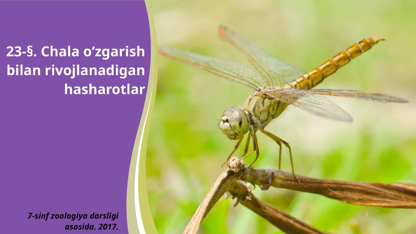 7-sinf Zoologiya 'Chala o'zgarish bilan rivojlanadigan hasharotlar' ko'rgazma