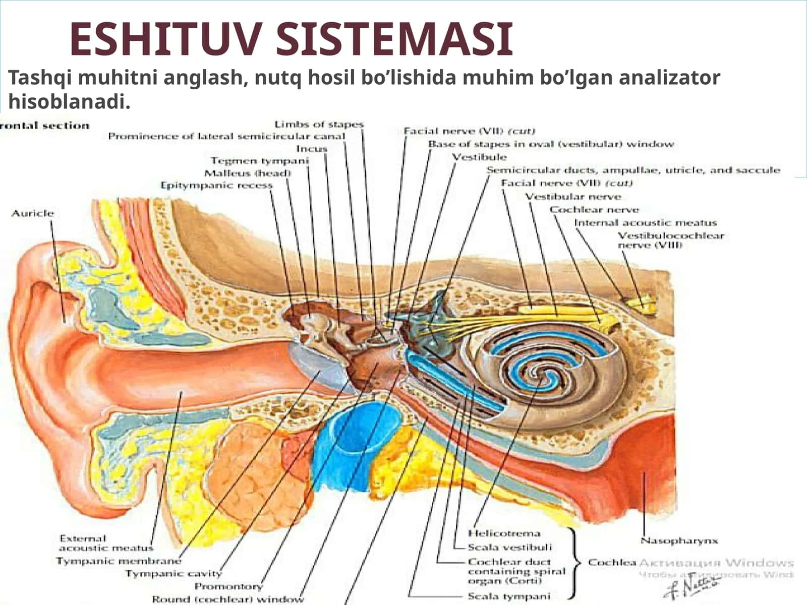 Quloqning tashqari eshituv organi