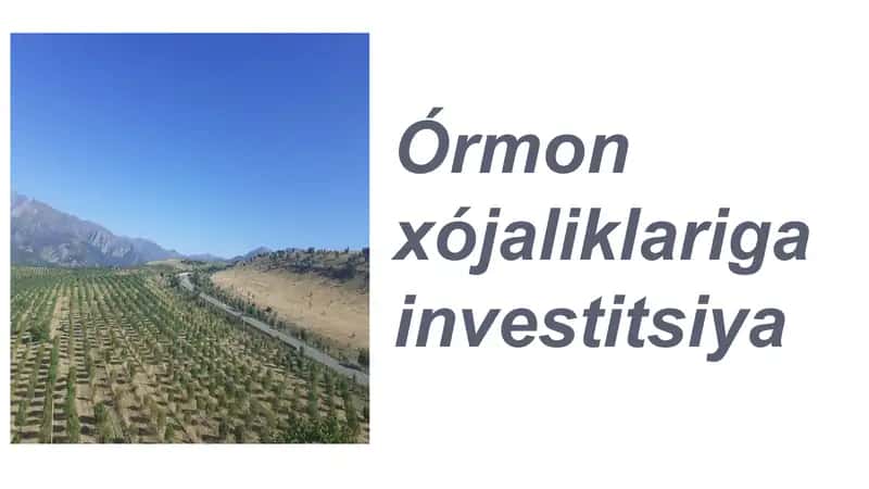 Órmon xójaliklariga investitsiya