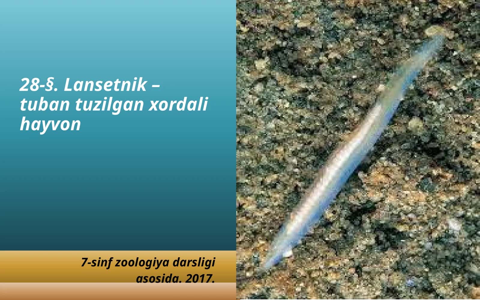 7-sinf Zoologiya 'Lansetnik - tuban tuzilgan xordali hayvon' ko'rgazma