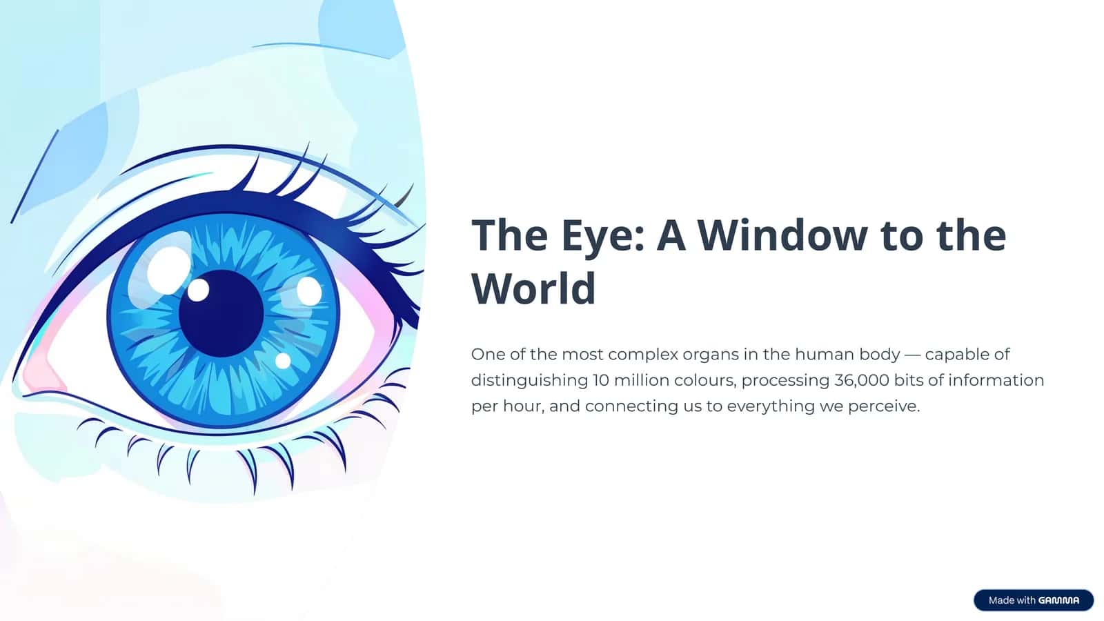 The Eye: A Window to the World