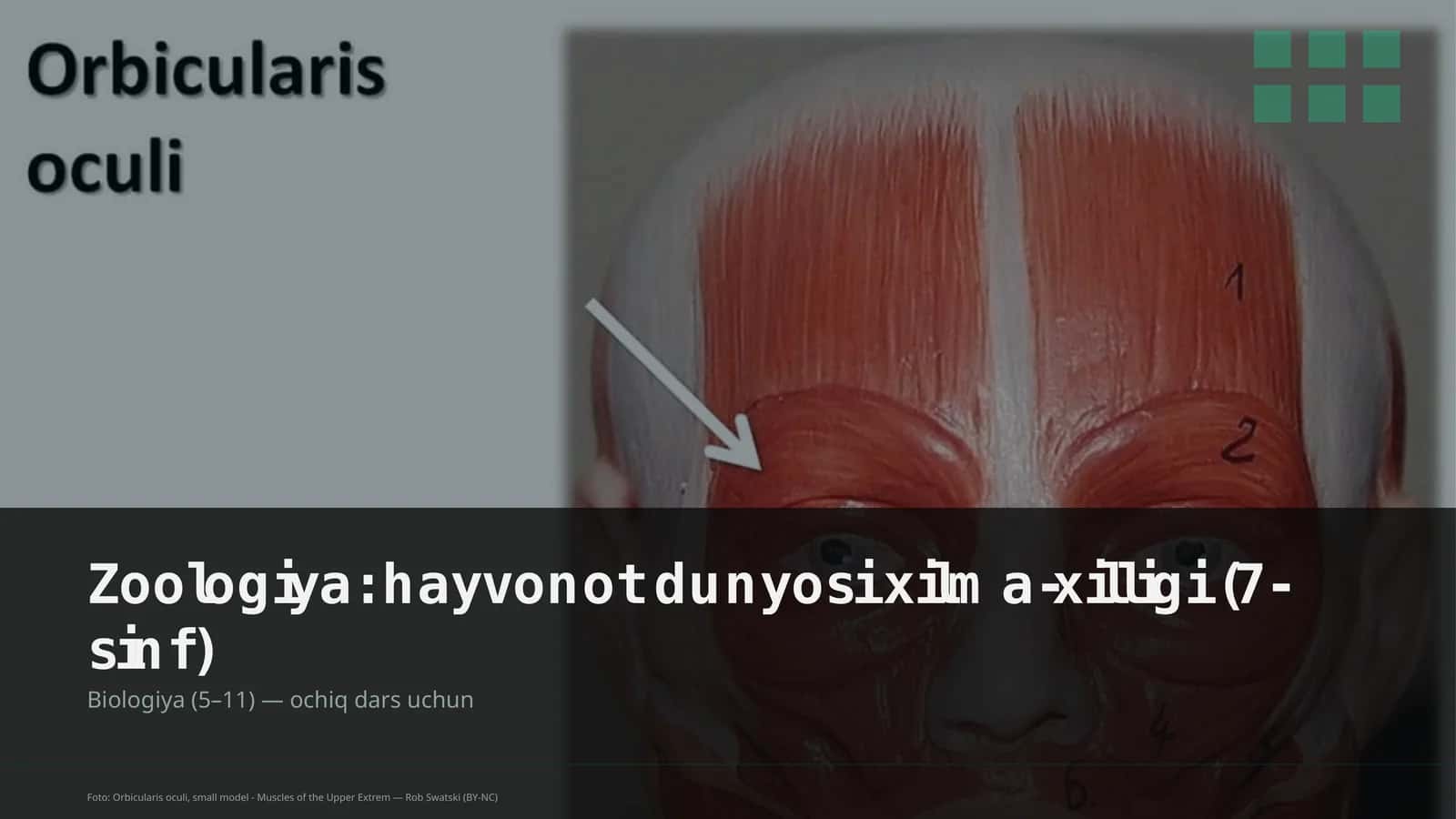 Zoologiya: hayvonot dunyosi xilma-xilligi (7-sinf)