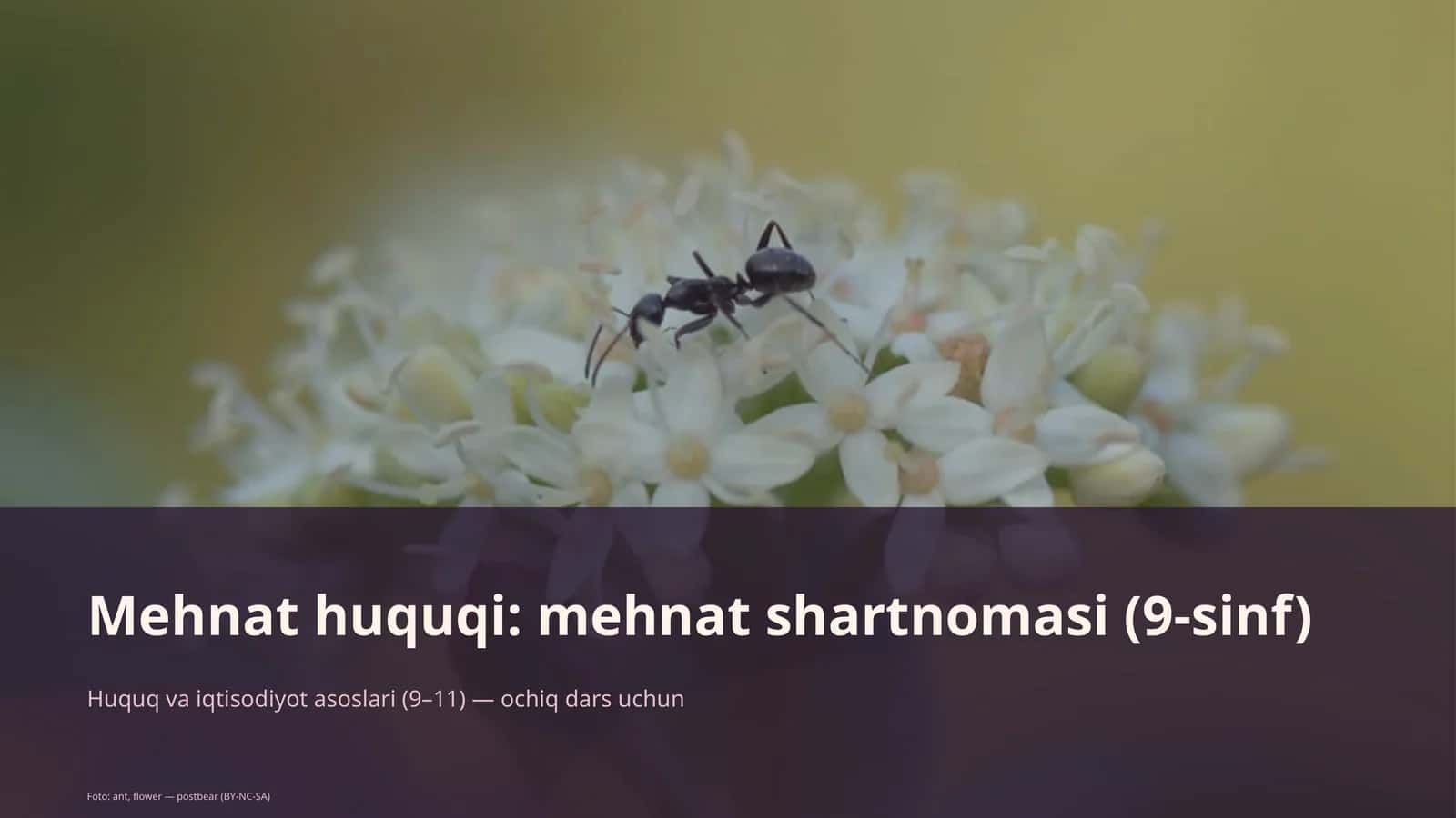 Mehnat huquqi: mehnat shartnomasi (9-sinf)
