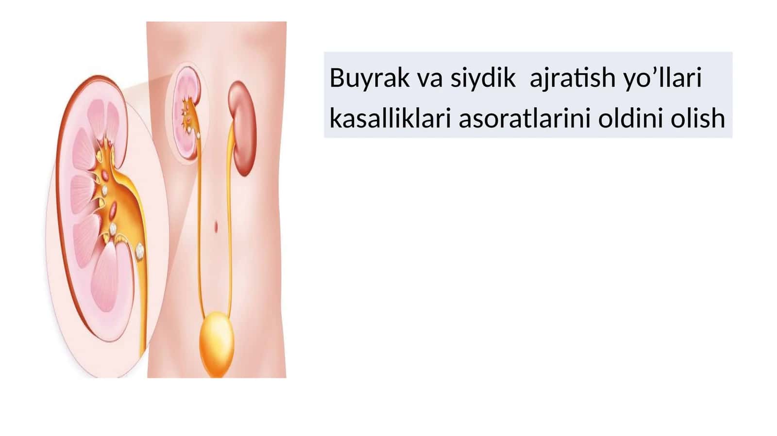 buyrak va siydik yo'li kasalliklari
