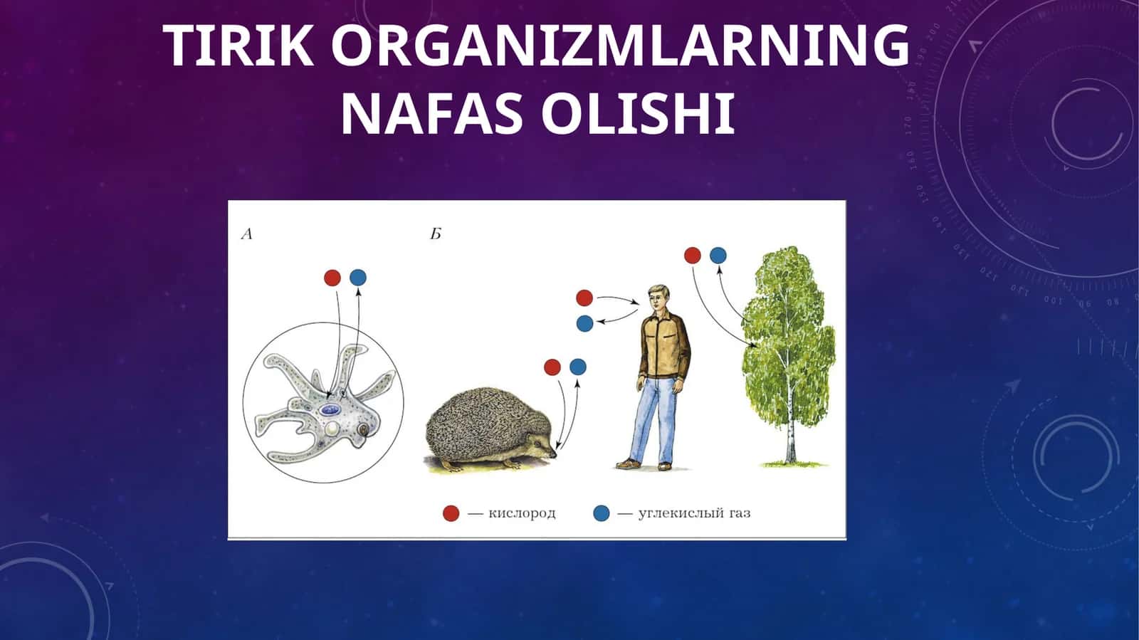 TIRIKORGANIZMLARNING NAFASOLISHI