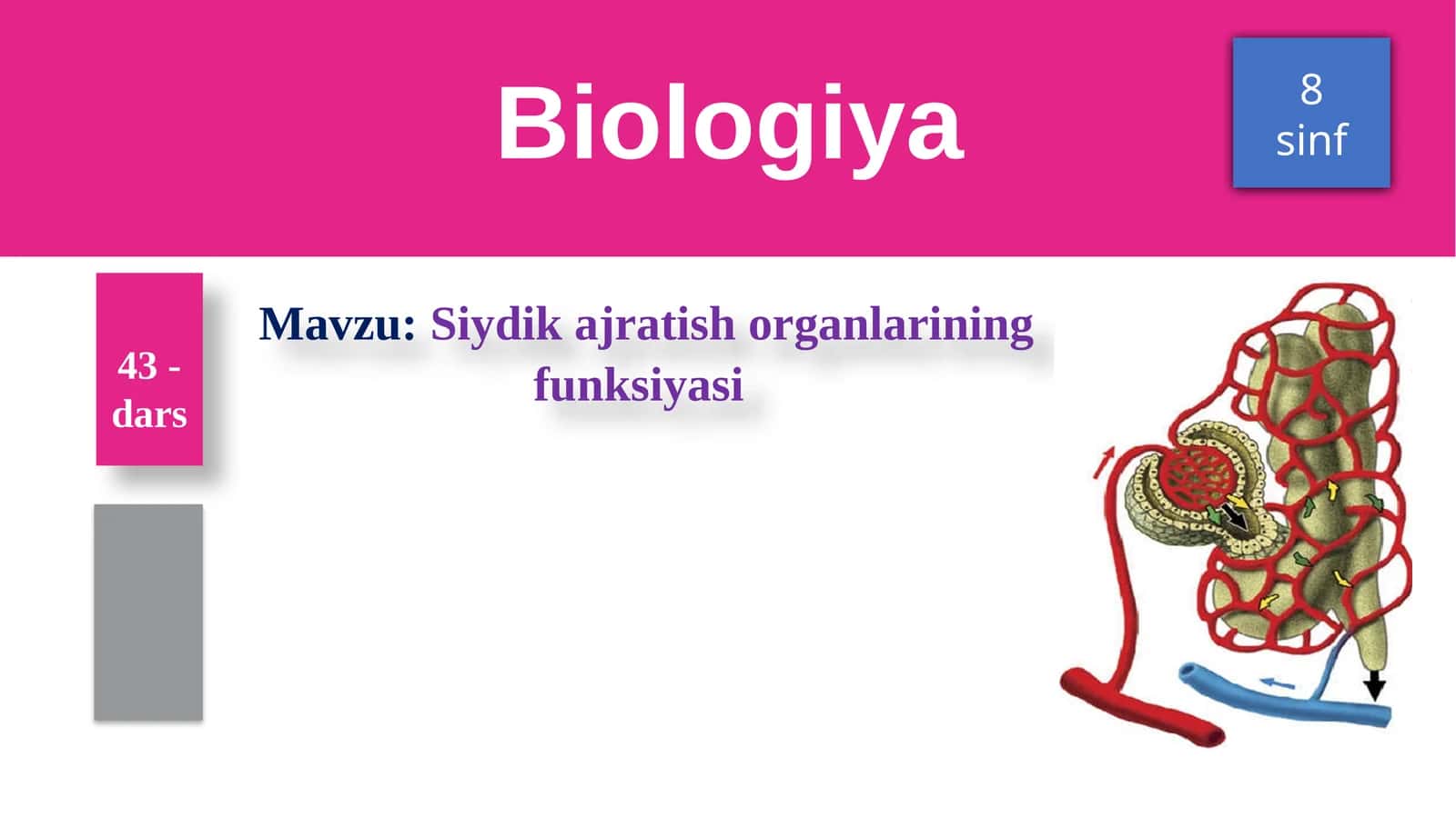 Siydikajratish organlarining funksiyasi
