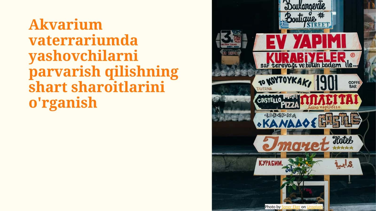Akvarium vaterrariumda yashovchilarni parvarish qilishning shart sharoitlarini o'rganish