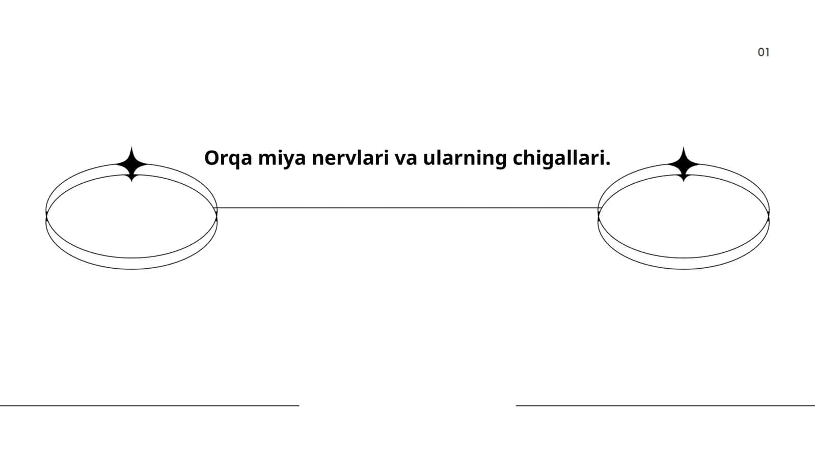 Orqa miya nervlari anatomiyasi