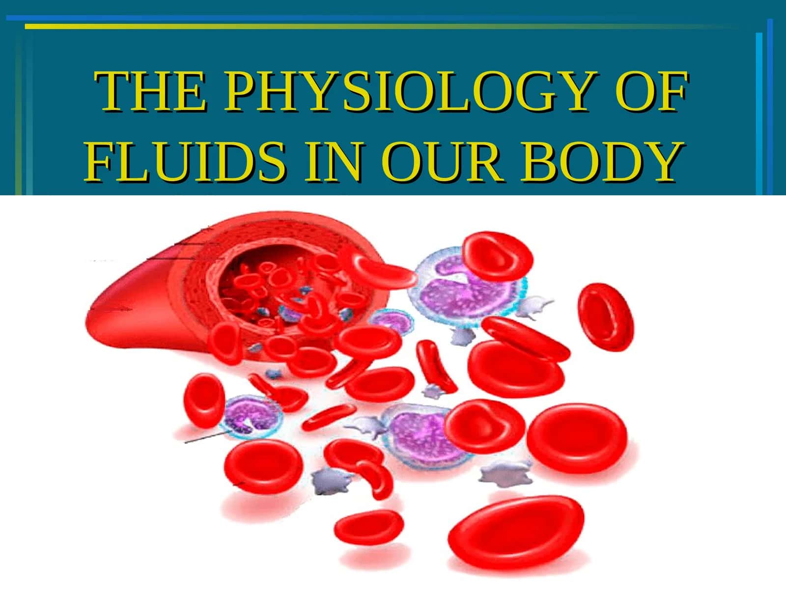 THE PHYSIOLOGY OF FLUIDS IN OUR BODY