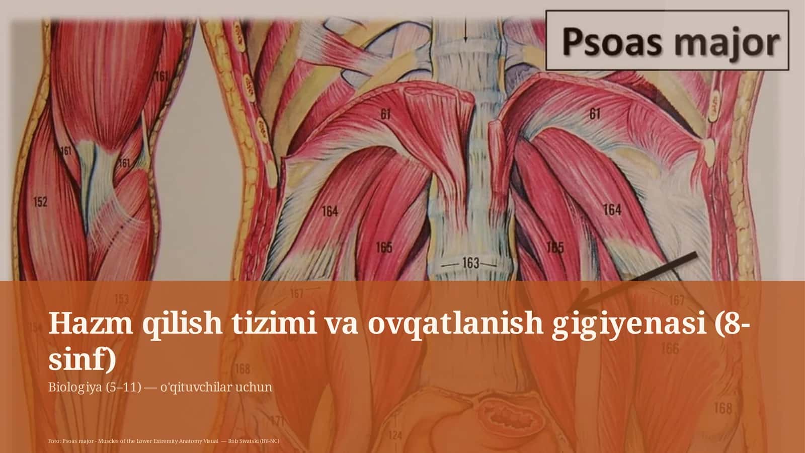 Hazm qilish tizimi va ovqatlanish gigiyenasi (8-sinf)
