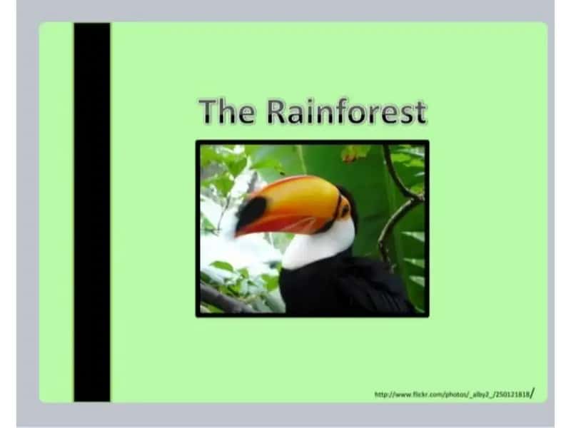 The Rainforest