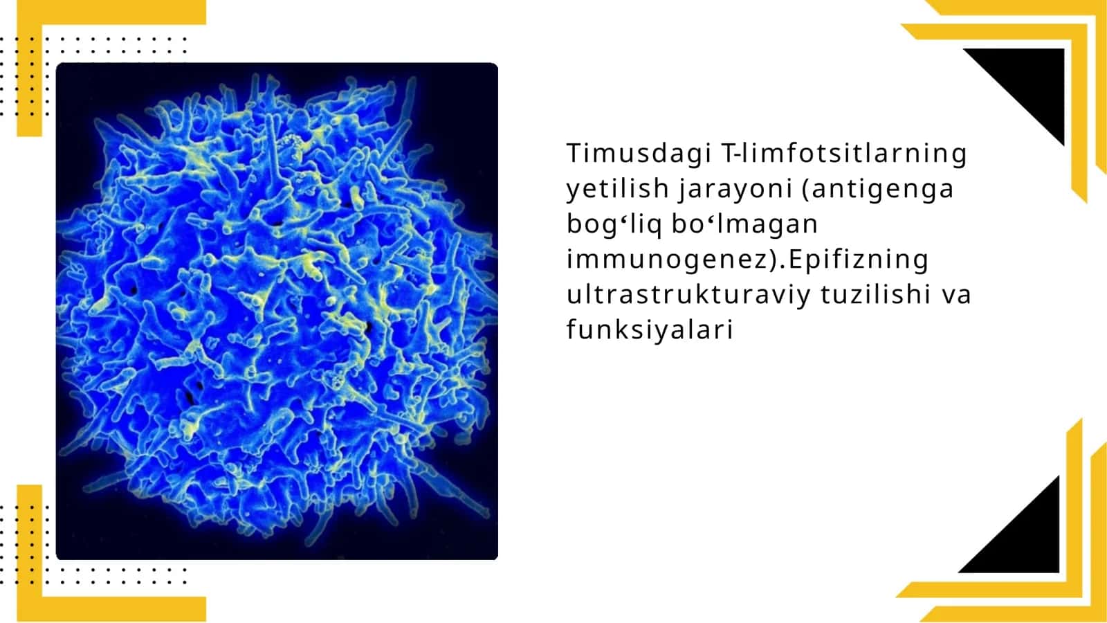 Timusdagi T-limfotsitlarning yetilish jarayoni (antigen ga bog'liq bo'lmagan immunogenez). Epifizning ultrastruktura sivasi va funktsiyalari