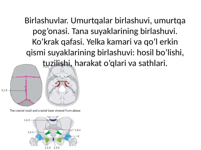 Birlashuvlar. Umurtqalar birlashuvi, umurtqa pog’onasi. Tana suyaklarining birlashuvi. Ko’krak qafasi. Yelka kamari va qo’l erkin qismi suyaklarining birlashuvi: hosil bo’lishi, tuzilishi, harakat o’qlari va sathlari.
