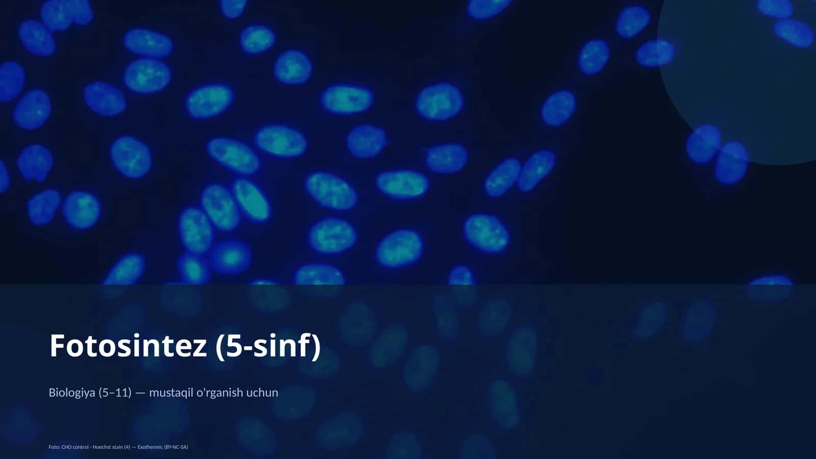 Fotosintez (5-sinf)