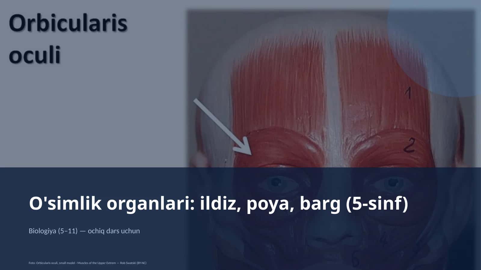 O'simlik organlari: ildiz, poya, barg (5-sinf)