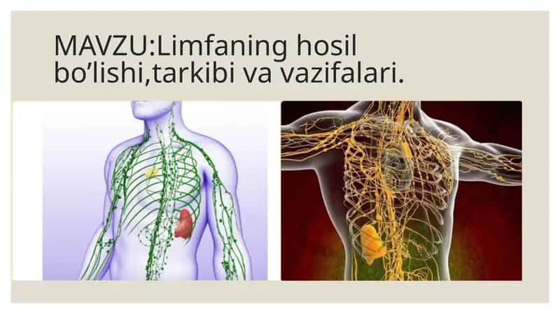 Limfaning hosil bo’lishi, tarkibi va vazifalari