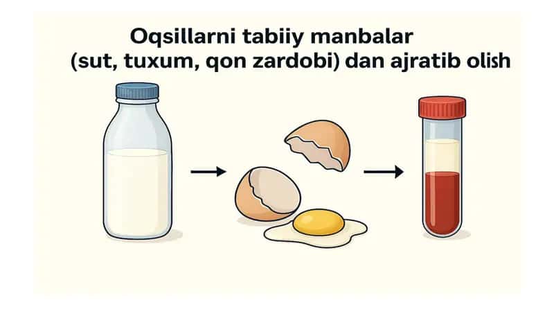 Oqsillarni Ajratib Olish