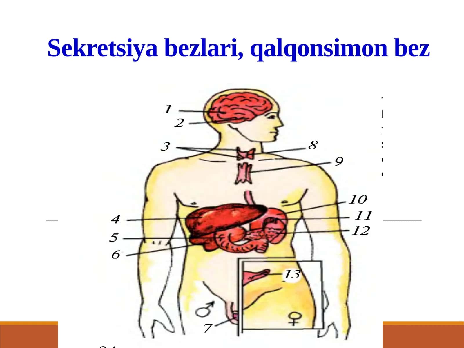 Ichki sekretsiya bezlari