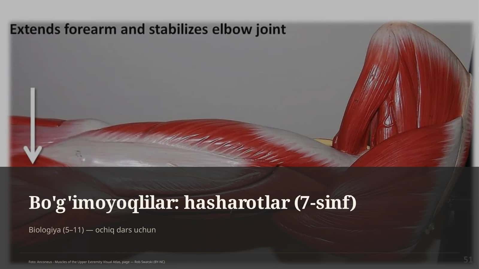 Bo'g'imoyoqlilar: hasharotlar (7-sinf)