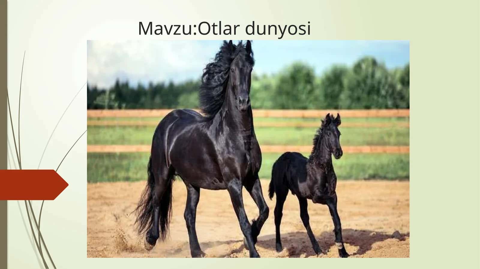 Otlar dunyosi
