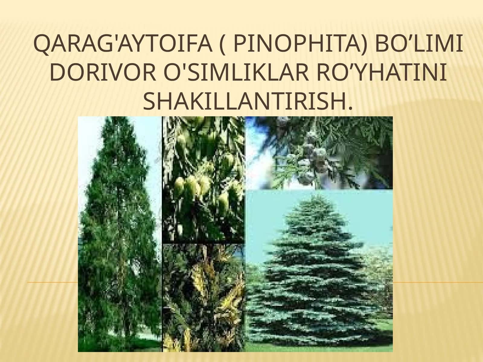 Qarag'ay toifa (Pinophita)
