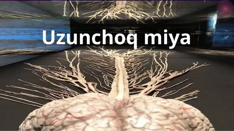 Uzunchoq miya.