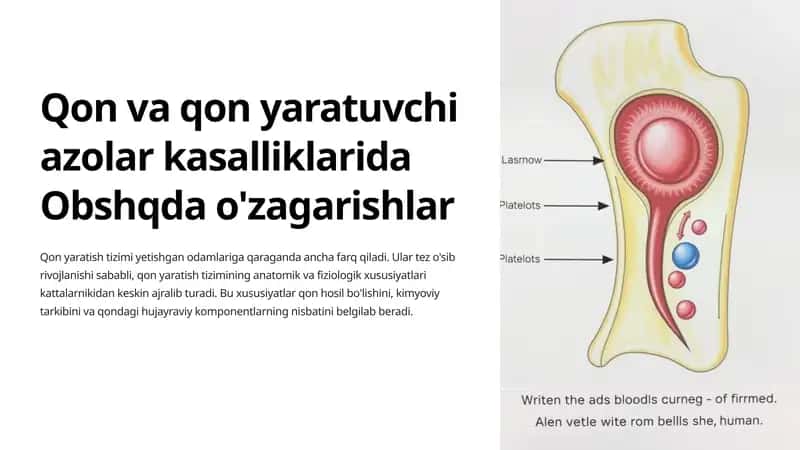 Qon Yaratish Organlari va Ularning Funksiyalari