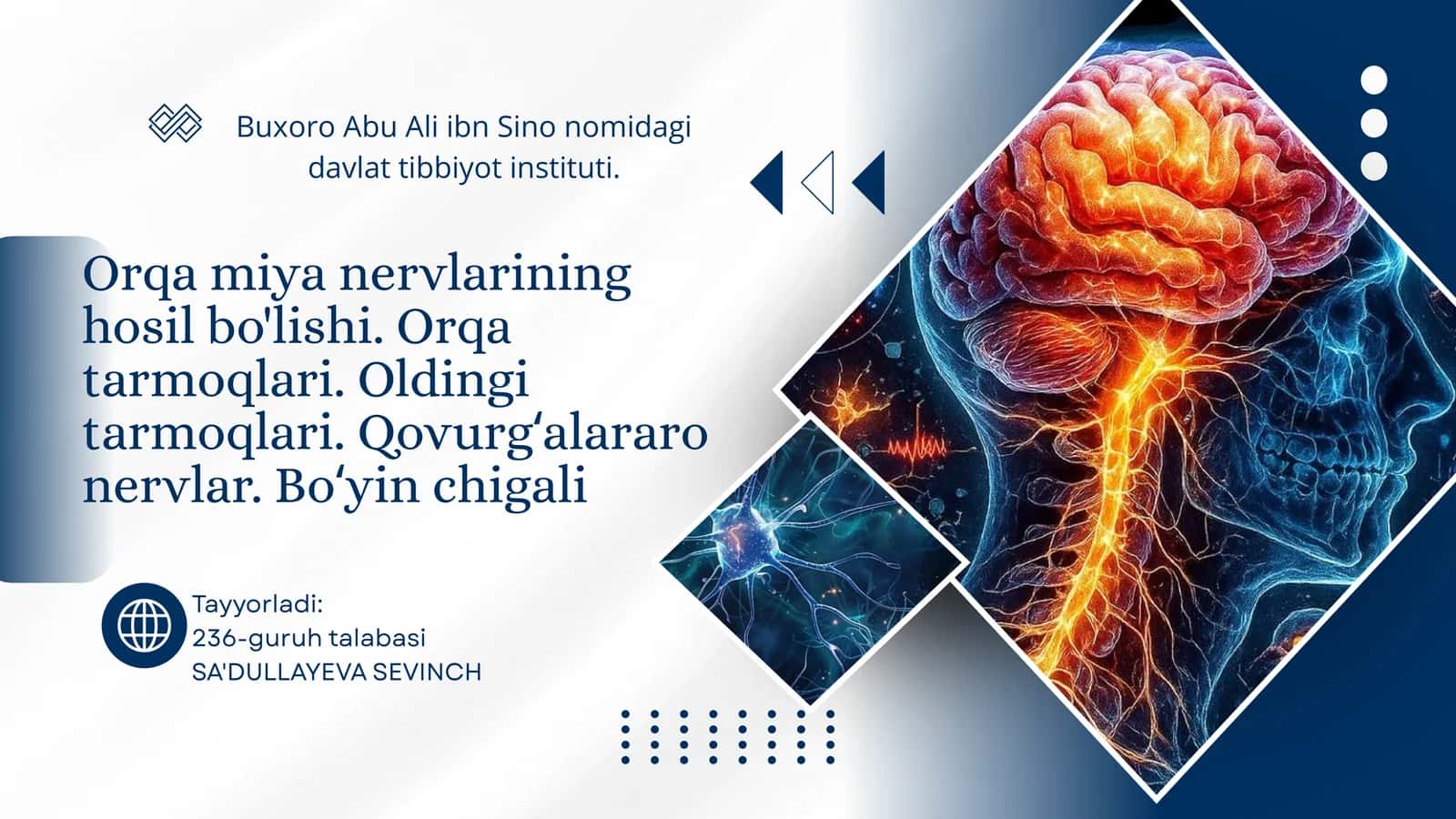 Orqa miya nervlarining hosil bo'lishi