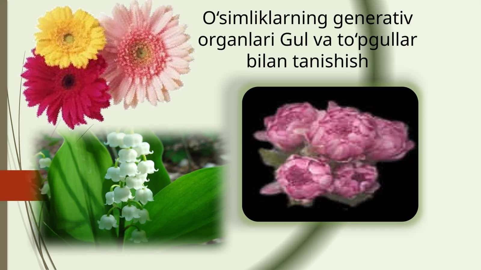 O‘simliklarning generativ organlari Gul va to‘pgullar bilan tanishish