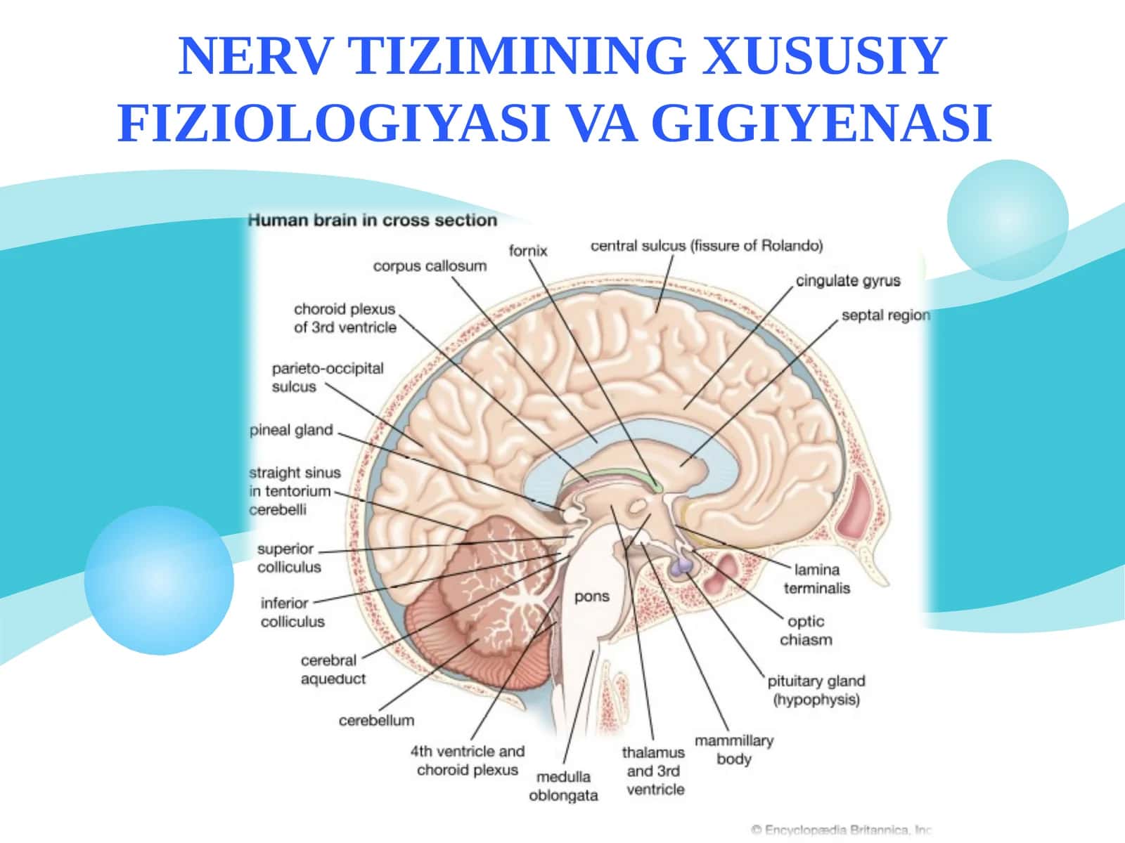 NERV TIZIMINING XUSUSIY FIZIOLOGIYASI VA GIGIYENASI