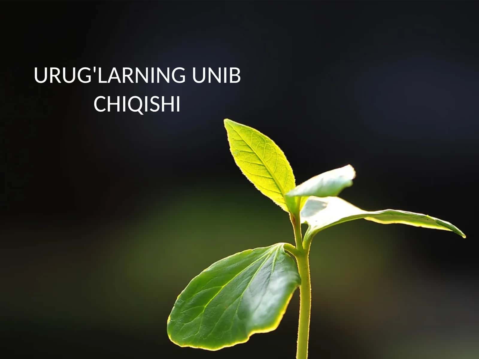 Urug'Larning unib chiqishi