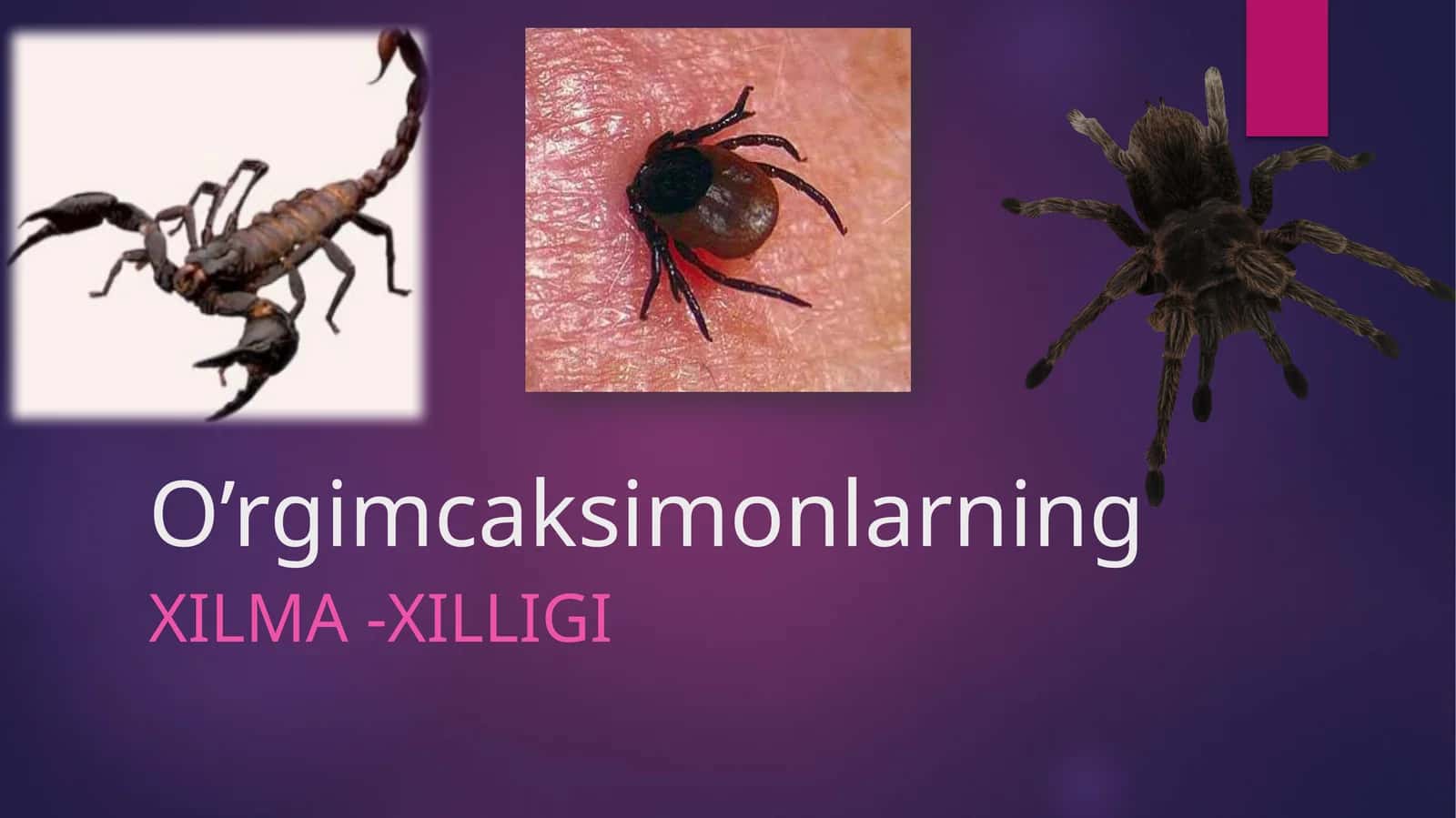 O’rgimcaksimonlarning Xilma-xilligi