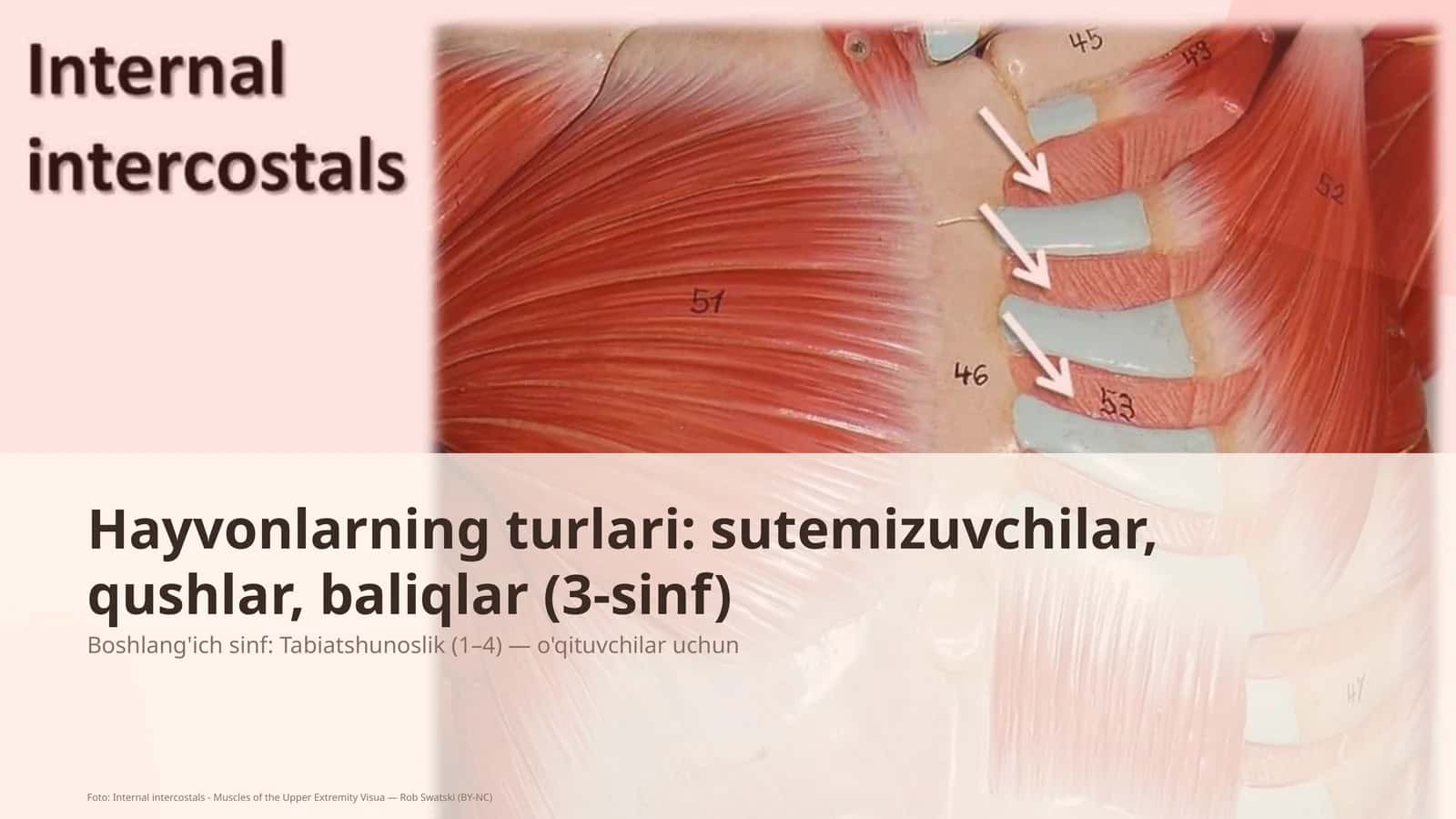Hayvonlarning turlari: sutemizuvchilar, qushlar, baliqlar (3-sinf)