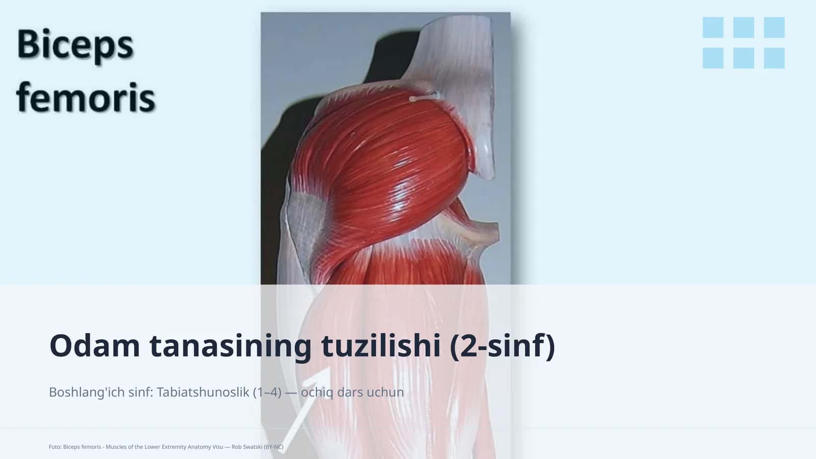 Odam tanasining tuzilishi (2-sinf)