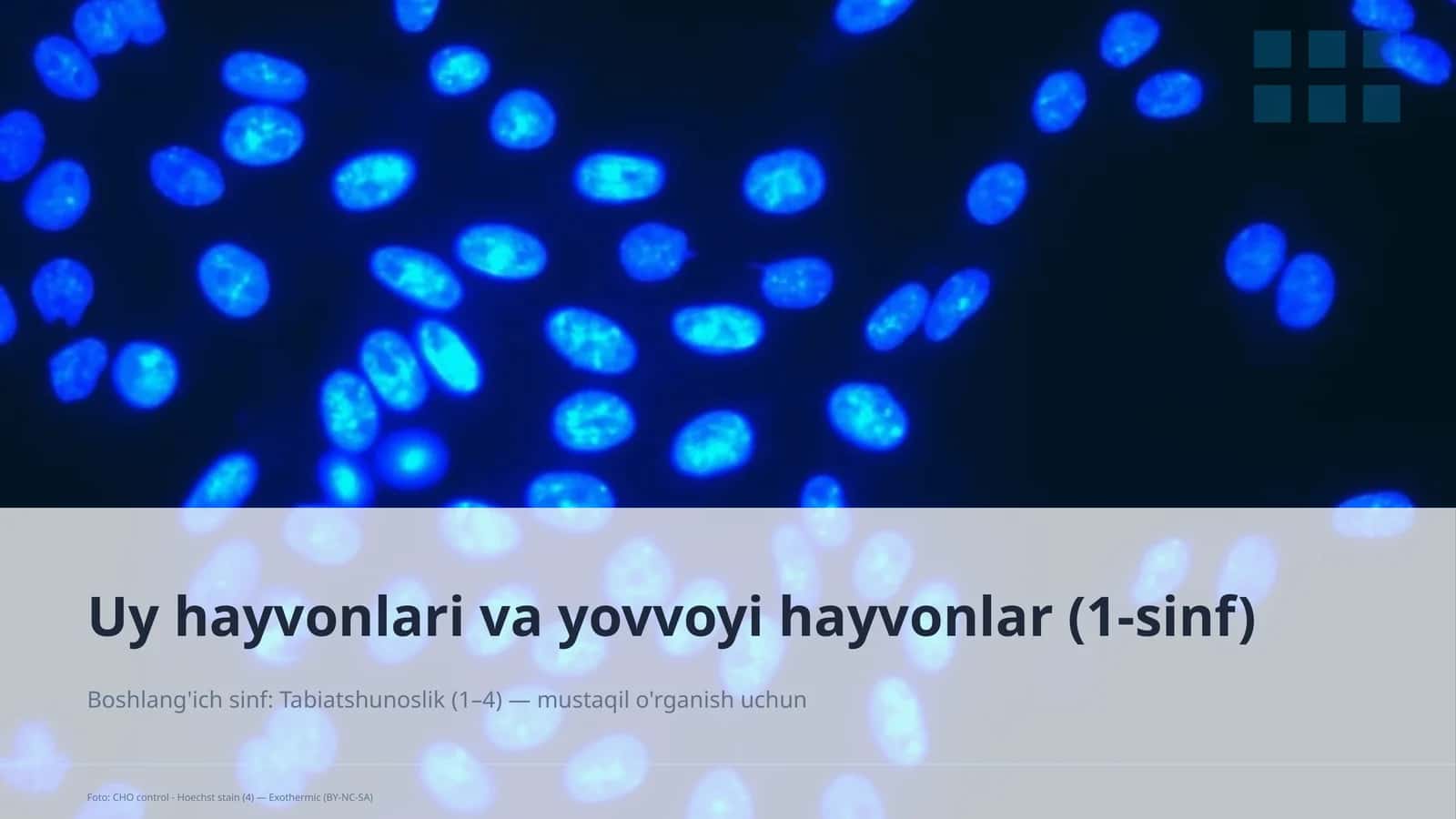 Uy hayvonlari va yovvoyi hayvonlar (1-sinf)