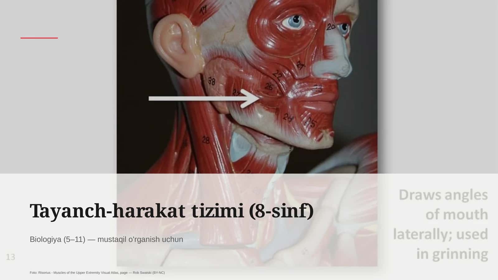 Biologiya (5–11) — mustaqil o'rganish